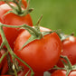 Ganze Geschälte Tomaten (Schältomaten) im Tomatensaft - 2500g Dose