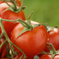 Fruchtiger Tomaten Ketchup - leicht scharf - 10er Pack - 10x 330g Flasche